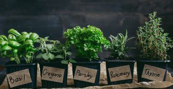 How to grow your own medicinal garden