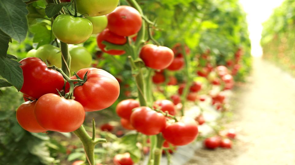 The top veggies that really are not veggies at all