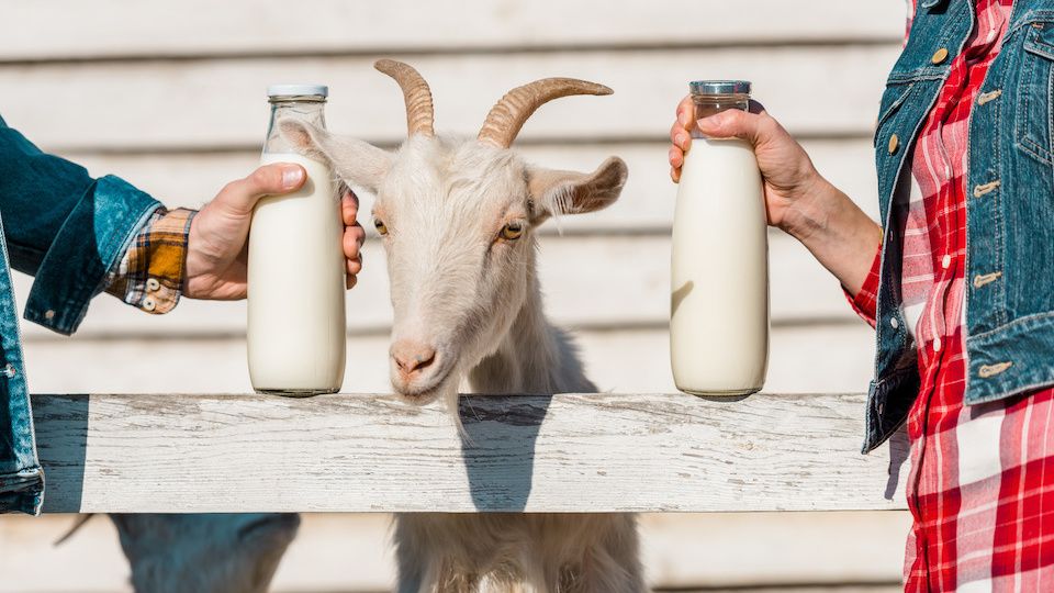 5 Delicious Things You Can Do With Raw Goat's Milk (and how to safely